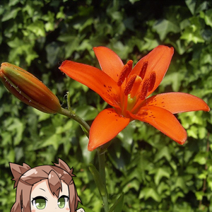 User Blog Andigtz Hanakotoba 花言葉 Yuki Yuna Is A Hero Wiki Fandom