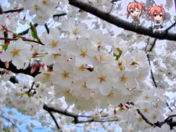 User Blog Andigtz Hanakotoba 花言葉 Yuuki Yuuna Is A Hero Wiki Fandom User Blog Andigtz Hanakotoba 花言葉 Yuuki Yuuna Is A Hero Wiki Fandom