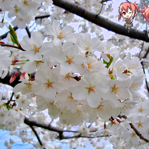 User Blog Andigtz Hanakotoba 花言葉 Yuki Yuna Is A Hero Wiki Fandom