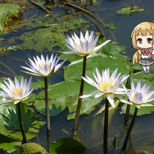 User Blog Andigtz Hanakotoba 花言葉 Yuki Yuna Is A Hero Wiki Fandom