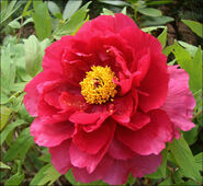 Paeonia suffruticosa - 04