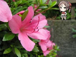 User Blog Andigtz Hanakotoba 花言葉 Yuuki Yuuna Is A Hero Wiki Fandom