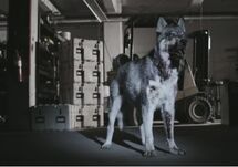 Zombie sled dog