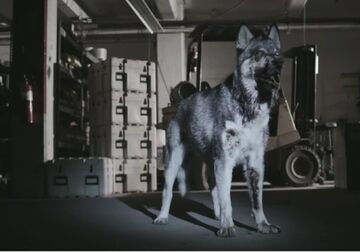 Zombie Animals | Z Nation Wiki | Fandom