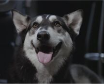 Pup the Husky