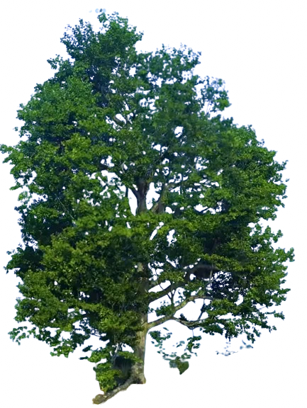 Tree Zack D Films Wiki Fandom