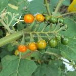 Українські Об'єкти (157 КБ) Об'єкти