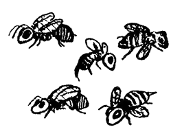 Dämonenbienen