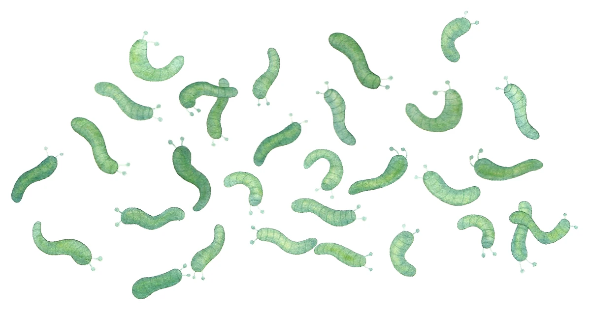 Thalamiten Zamonien Wiki Fandom