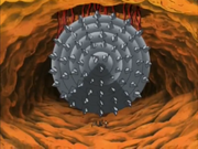 Small intestine drill