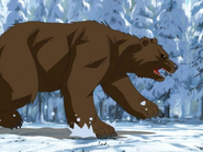 Bear runs