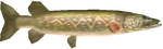 Brochet d'Hylia