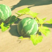 166（169） 171（174） 冰冷蜜瓜