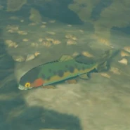 054（054） 054（054） 酥麻鳟鱼