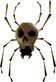Skulltula