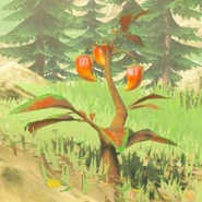 167（170） 172（175） 暖暖草果