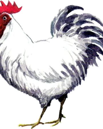 Cucco Zeldapedia Fandom Ocarina of time 3d bottle guide. cucco zeldapedia fandom