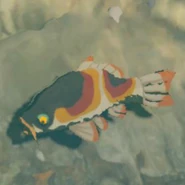 058（058） 058（058） 三色鲤鱼