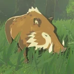 《塞尔达传说：旷野之息》森林野猪图鉴图片