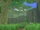 Forest of Fairies