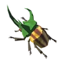 Scarabée Armo