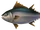 Nuptuna