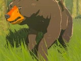 Bear (race)