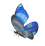 Papillon Glagla