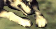 A glowing Triforce-shaped mark on 's paw