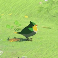 030（030） 030（030） 普雀