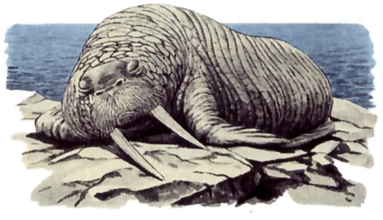 lazy walrus gif