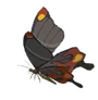Papillon Ignifus