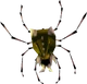 Gold Skulltula