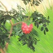 164（167） 169（172） 草莓