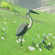 042（042） 042（042） 青羽鹭