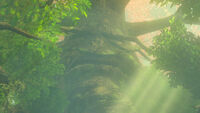 Gran Árbol Deku BotW.jpg