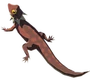 Lézard Tempo BOTW