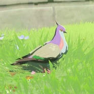 036（036） 036（036） 凡鸽