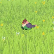 033（033） 033（033） 五彩雀