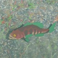 050（050） 050（050） 精力鲈鱼