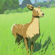 015（015） 015（015） 山鹿（雌）