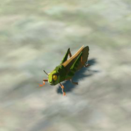 074（074） 074（074） 精力蚱蜢