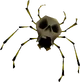 Une Skullwalltula