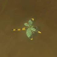 073（073） 073（073） 酥麻蜻蜓