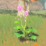 BotW Hyrule Compendium Big Hearty Radish
