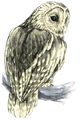 Artwork of the Owl from The Legend of Zelda: Link's Awakening — Nintendo Player's Guide by Nintendo of America