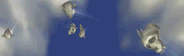 LCT Skull Shooting Sprite.png