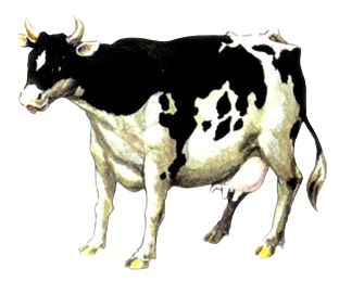 Hateno Cow  Zelda Tears of the Kingdom Wiki