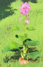 Hearty Radish Zelda Wiki This large fish lives near the shoreline. hearty radish zelda wiki