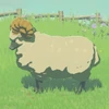 019 Highland Sheep